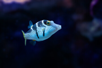 Natural shot of Valentin's sharpnose puffer also known as Canthigaster valentini.	
