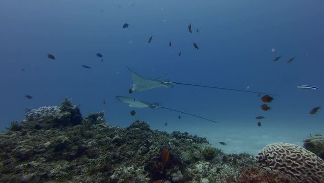 In shallow waters around Mauritius Island, eagle rays leisurely swim in underwater footage. These majestic creatures belong to the cartilaginous fish family Myliobatidae.
