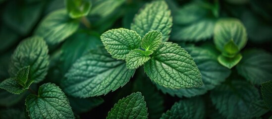 Detailed view of a cluster of vibrant green leaves, showcasing the intricate patterns and textures present in nature.