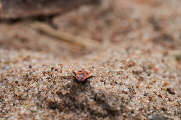 Bug on sand close up image