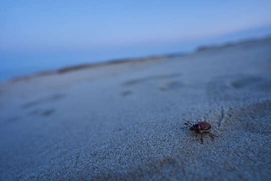 Bug on sand close up image