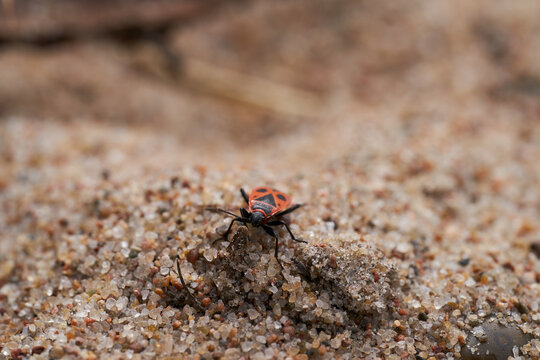 Bug on sand close up image