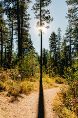 Tall ponderosa pine trees with starburst effect
