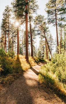 Forest trees and walking path with sunburst effect