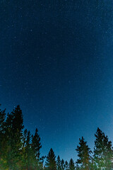 Night sky with stars over forest trees below