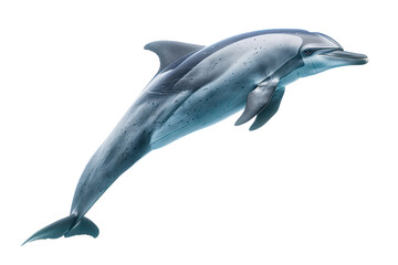 Obraz premium Spinner dolphin on isolated transparent background
