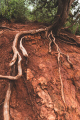 Roots In The Red Dirt