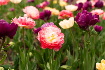 Spring Tulips In The Garden