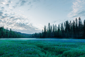 Packer Meadows blue camas bloom at dawn in Lolo, Montana