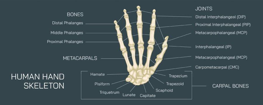 The human hand skeleton comprises multiple bones that provide structure and support to the hand. human hand bones vector illustration.