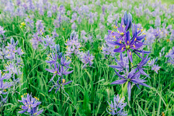 Obraz premium Macro shot of blue camas flowers at Packer Meadows in Lolo, Montana
