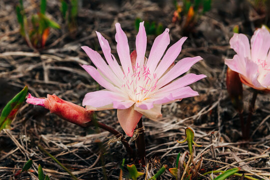 Pink bitterroot wildflower with bud in Butte, Montana