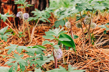 Wildflower forest scene with several ballhead waterleaf wildflowers