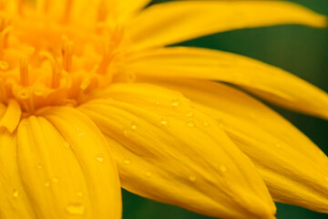 Macro shot of yellow arrowleaf balsamroot petals with rain drops - obrazy, fototapety, plakaty