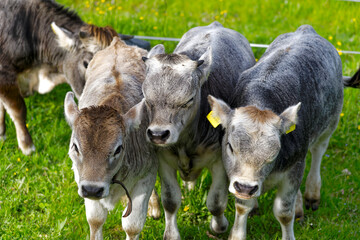 Cute calves of cow herd of breed named Rätisches Grauvieh looking at camera on meadow at Swiss...