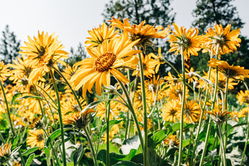 Field of yellow Arrowleaf balsamroot blooms in Montana - obrazy, fototapety, plakaty