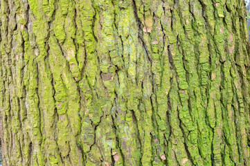 Close Up Bark Of A Cedrus Libani Glauca Tree At Amsterdam The Netherlands 4-4-2024