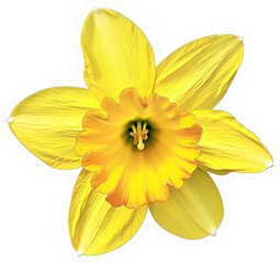 Fototapeta premium Illustrated yellow daffodil, a symbol of spring and botanical beauty in vibrant floral art cut out on transparent background