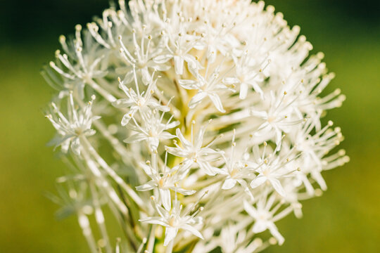 Macro shot of beargrass wildflower blooms in Spring