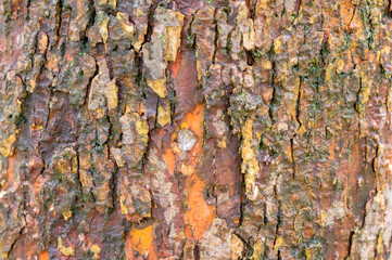 Close Up Bark Of A Davidia Involucrata Tree At Amsterdam The Netherlands 4-4-2024