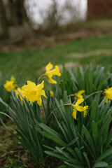 yellow daffodils growing in yard at spring time