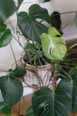 New leaf growing on monstera plant in home