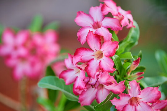 Close-up view of pink Adenium flower blooming in the garden