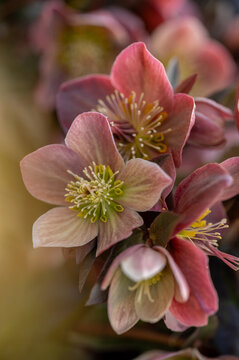 Upclose photo of a blooming pink Hellebore with golden sunlight