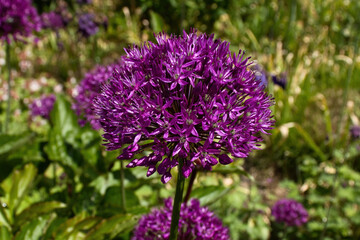 Allium, Purple Sensaton, flowers in the Hermannshof Gardens in Weinheim, Germany on a spring day.