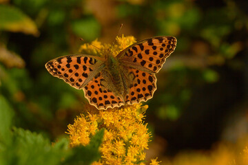 Butterfly Issoria lathonia, on yellow flower .

