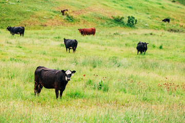 Cows standing on green grass in Montana countryside