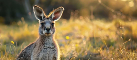 Fotobehang A kangaroo is seated in a tall grass field, facing the camera, under a clear sky. © FryArt Studio