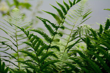 Green fern leafes in front of cold lake on cloudy day