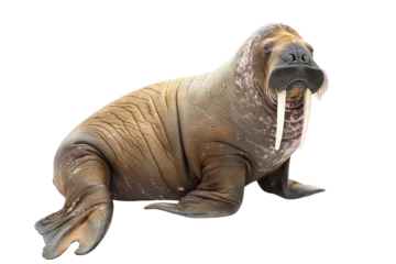 walrus on isolated transparent background