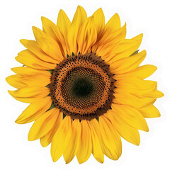 Cheerful sunflower illustration with vibrant yellow petals and detailed texture cut out on transparent background