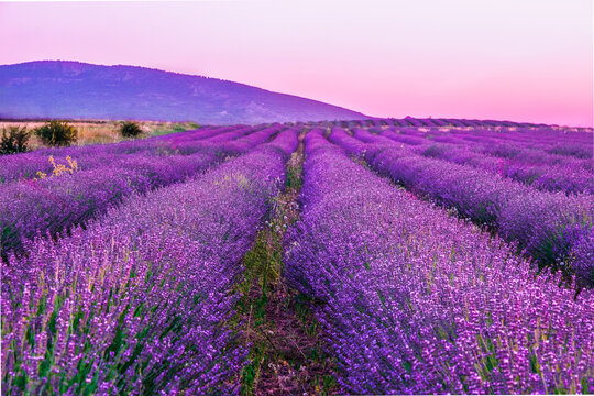 Sunset in the lavender fields in the town of La Yunta. Castilla la Mancha.