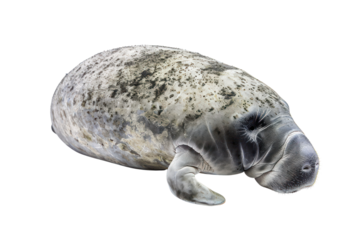 west indian manatee on isolated transparent background