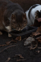 An old wild cat drinks water