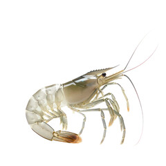 white shrimp on an isolated transparent background