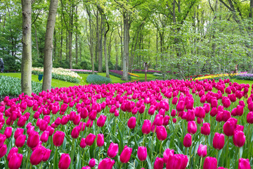 Forest with fuchsia flowers in Keukenhof park, Netherlands