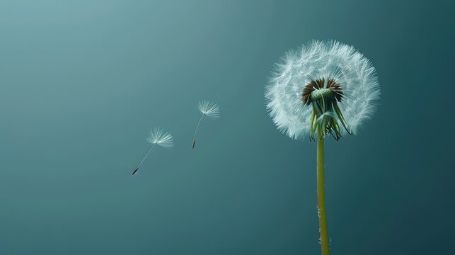 A minimalist composition featuring a solitary dandelion standing tall against a stark black background, its seed suspended in the air, Plenty of copy space stock photography generative ai image