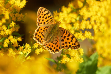 Butterfly Issoria lathonia, on yellow flower .