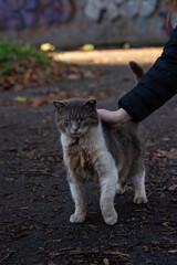 a wild old cat being stroked by a hand