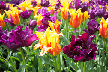 Purple and yellow flowers in Keukenhof park, Netherlands