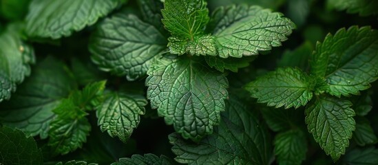 A detailed view of a dense group of vibrant green leaves, showcasing intricate textures and patterns.