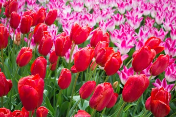 Fotobehang Red and pink tulips in Keukenhof park, Netherlands © JoseJ81