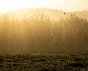 Flying bird silhouetted against the backdrop of the forest in golden sunlight