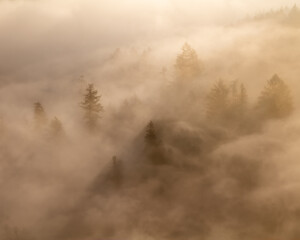 Fog envelops trees and hills as the sun shines through clouds