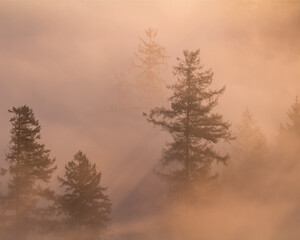 Trees bathed in golden sunlight on a misty morning