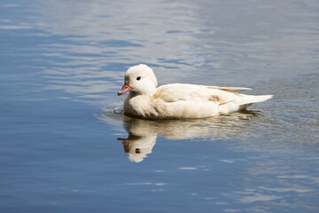 white duck swimming in the water